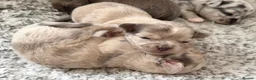 Chihuahua dogs for sale: Stunning litter of mixed Merle and Lilac fawn - Advert 15
