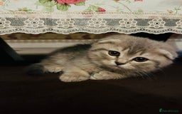 Scottish Fold cats for sale: Adorable Scottish Fold Kittens - Advert 2