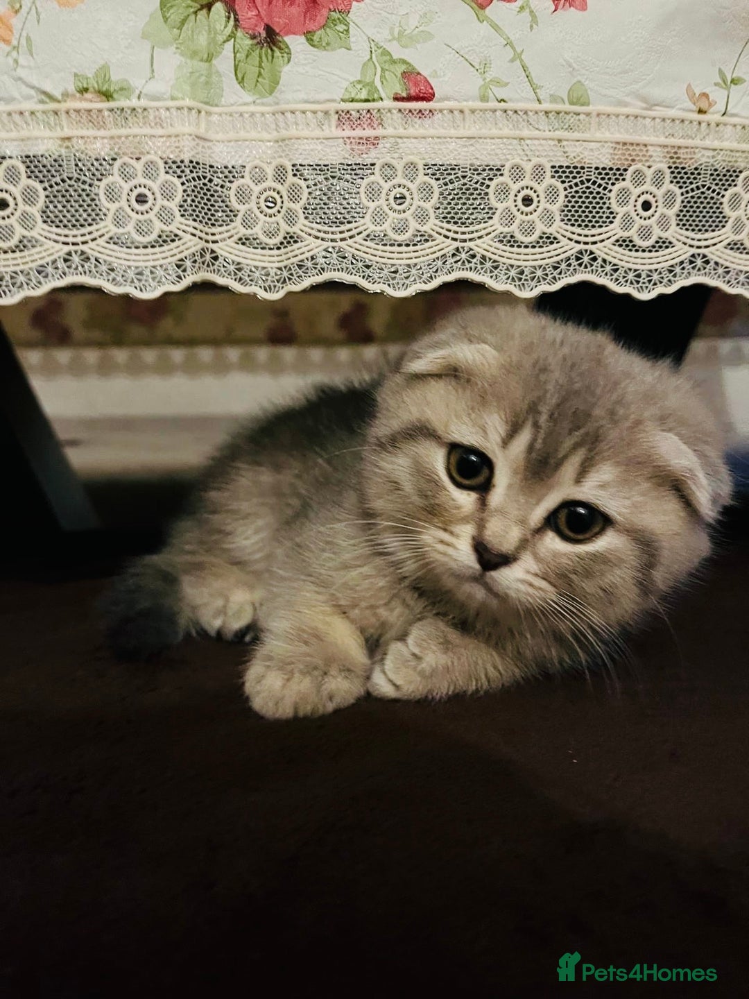Scottish Fold cats for sale: Adorable Scottish Fold Kittens - Advert 2