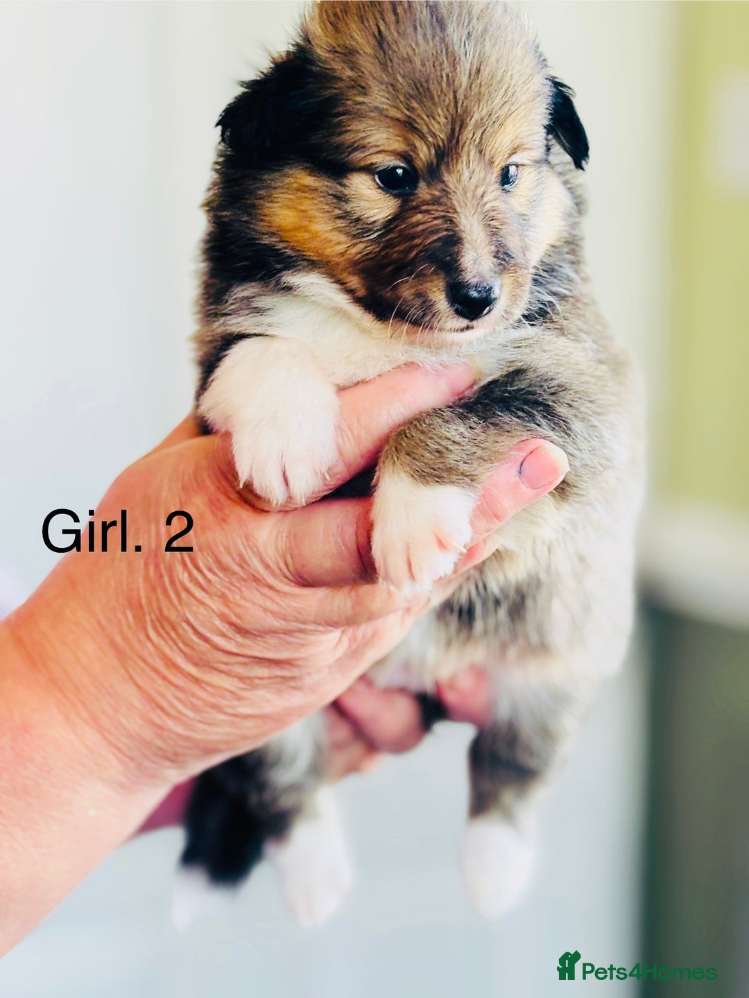 Shetland Sheepdog dogs for sale: Beautiful shaded sable puppies  - Image 3