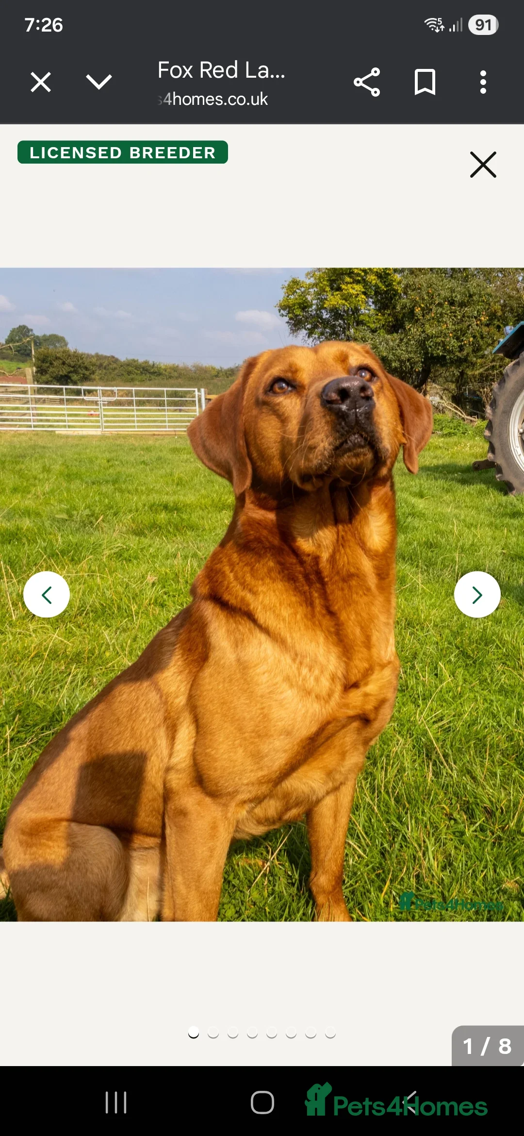 Labrador Retriever dogs for sale: 8 labrador puppies for sale  - Advert 2