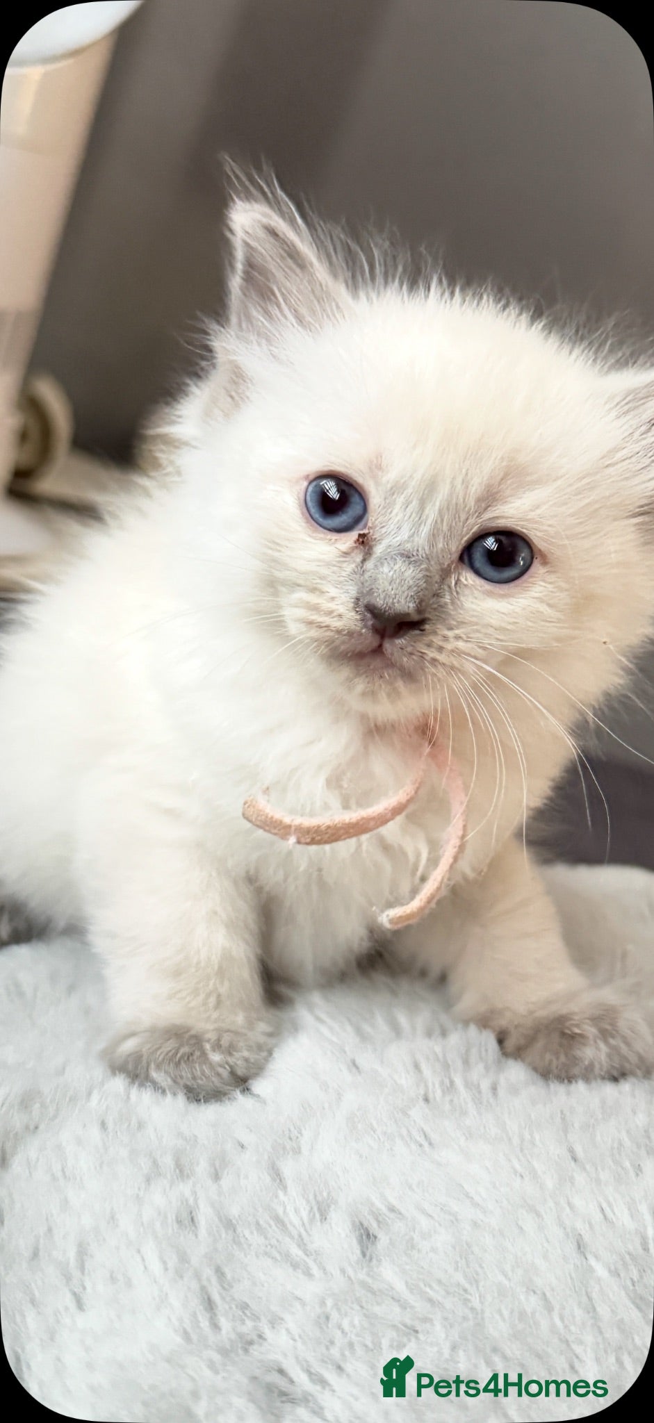 Ragdoll cats *** 5 Pure Ragdoll Kittens for Sale*** - Advert 3