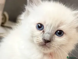 Ragdoll cats *** 5 Pure Ragdoll Kittens for Sale*** - Advert 4