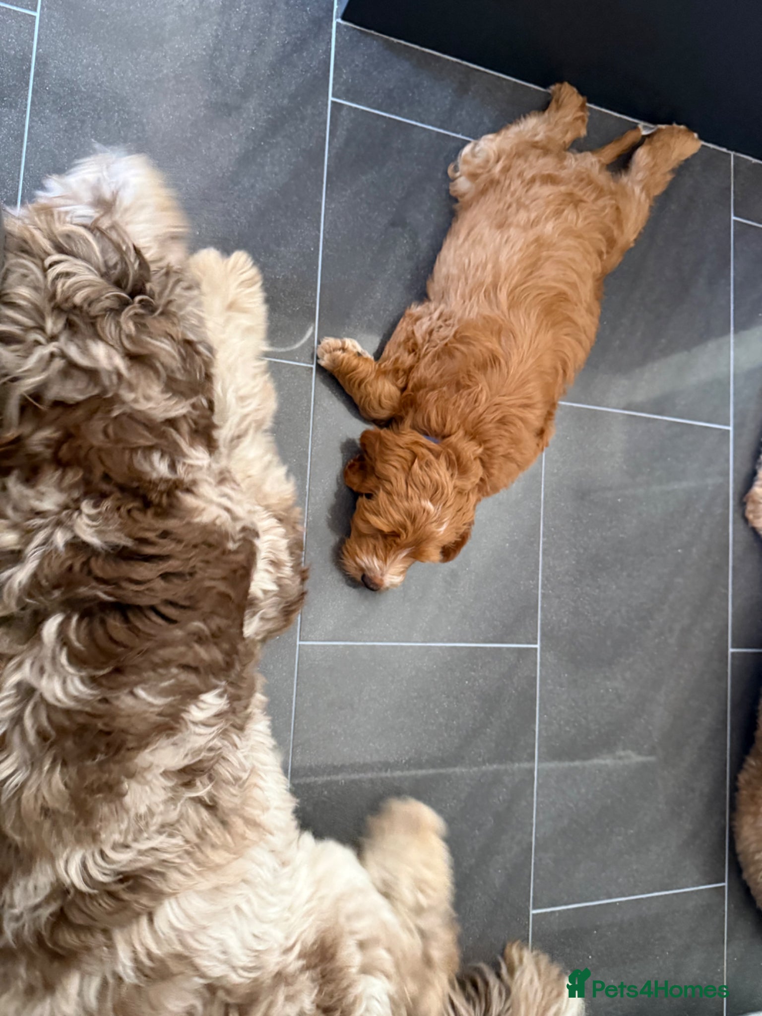 Australian Labradoodle dogs 2 PUPS Available  - Advert 2