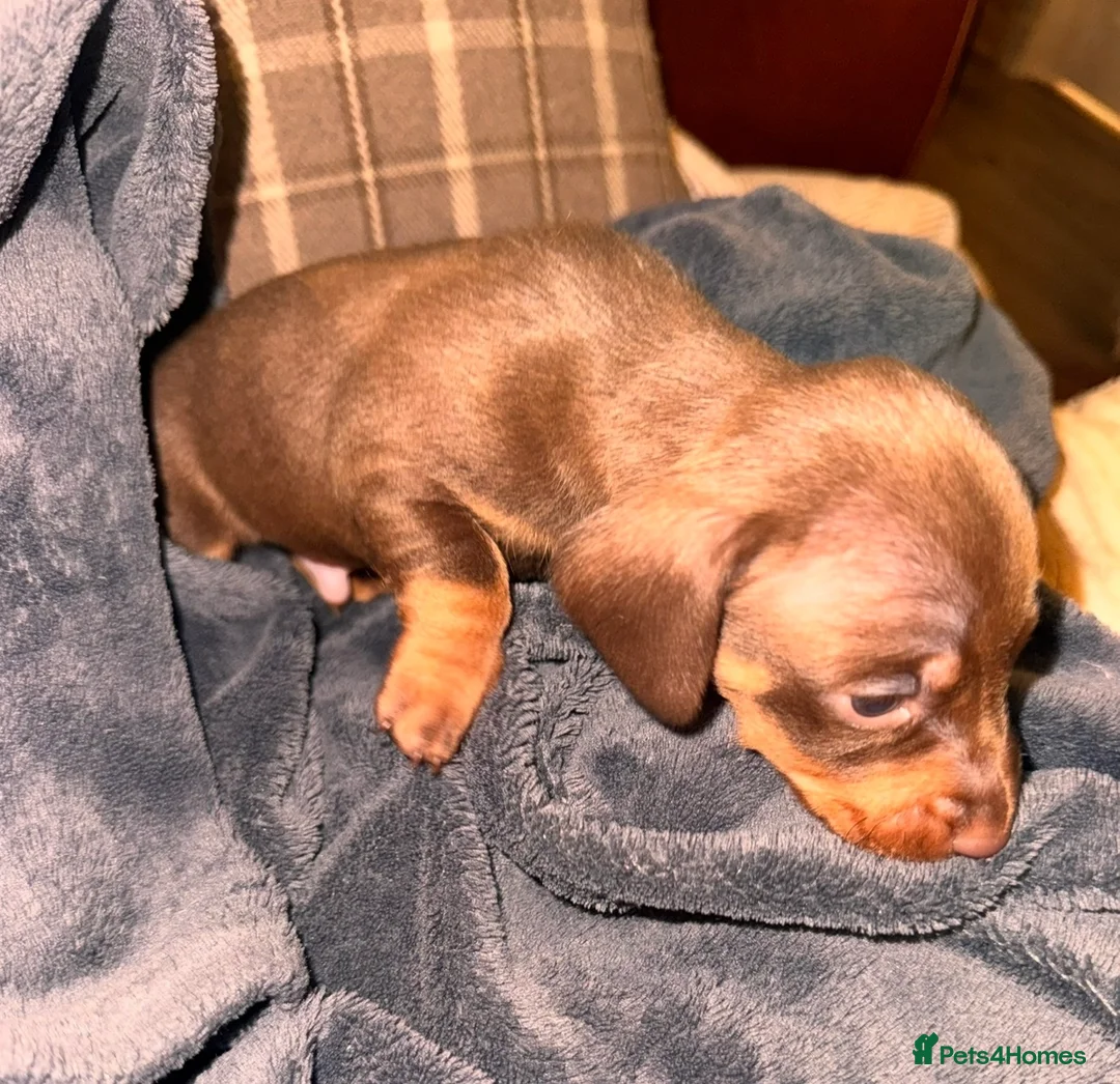 Miniature Dachshund dogs for sale: Because dachshund babies - Advert 6