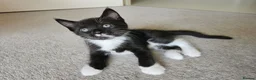 Mixed Breed cats for sale: Mixed Maine Coon Kittens in Richmond - Advert 7