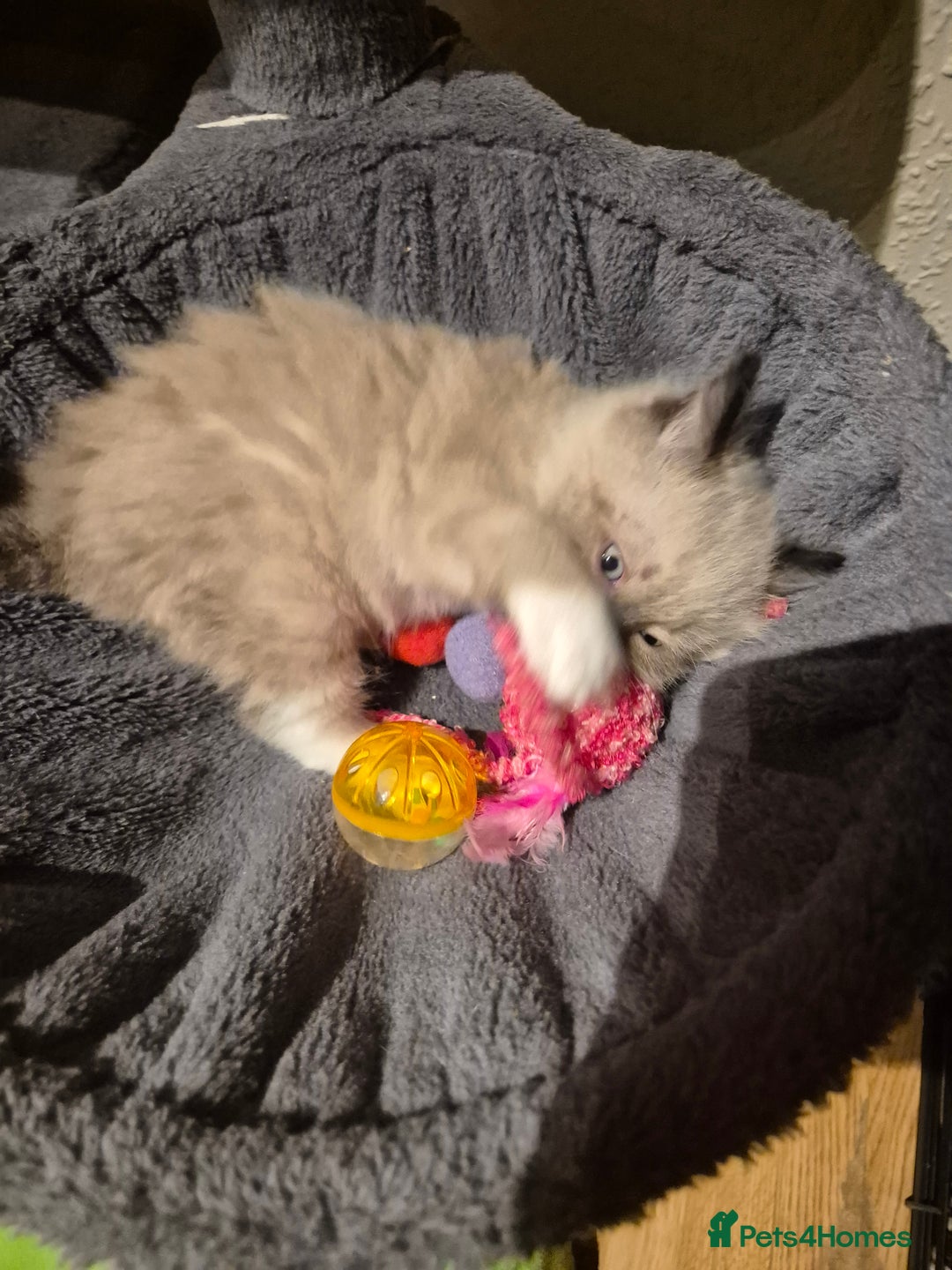 Mixed Breed cats for sale: Half Ragdoll kittens  - Advert 12