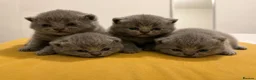 British Shorthair cats for sale: British shorthair kittens💛 - Advert 6
