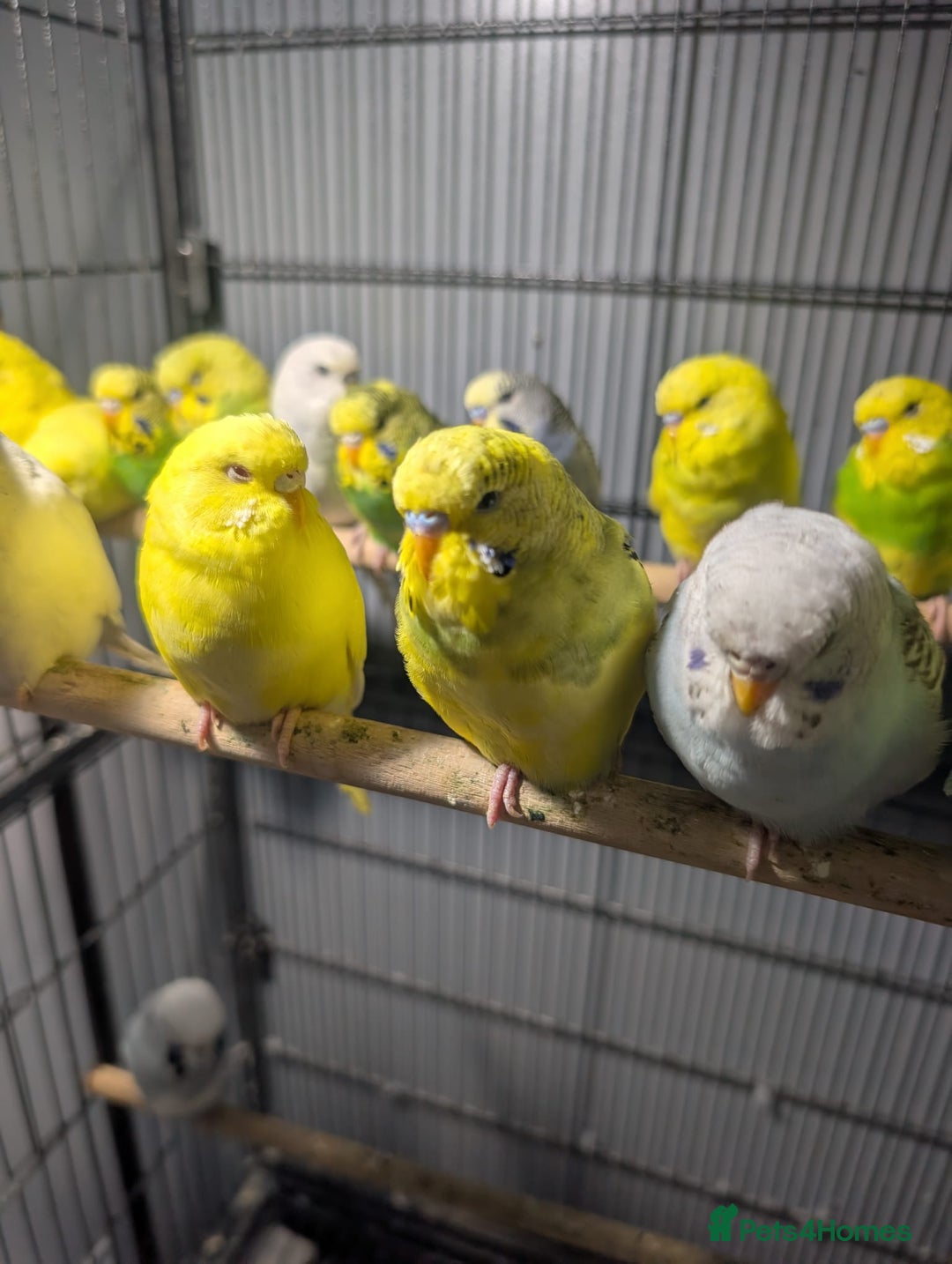 Budgerigars birds for sale: All Colours in Budgies - Image 13