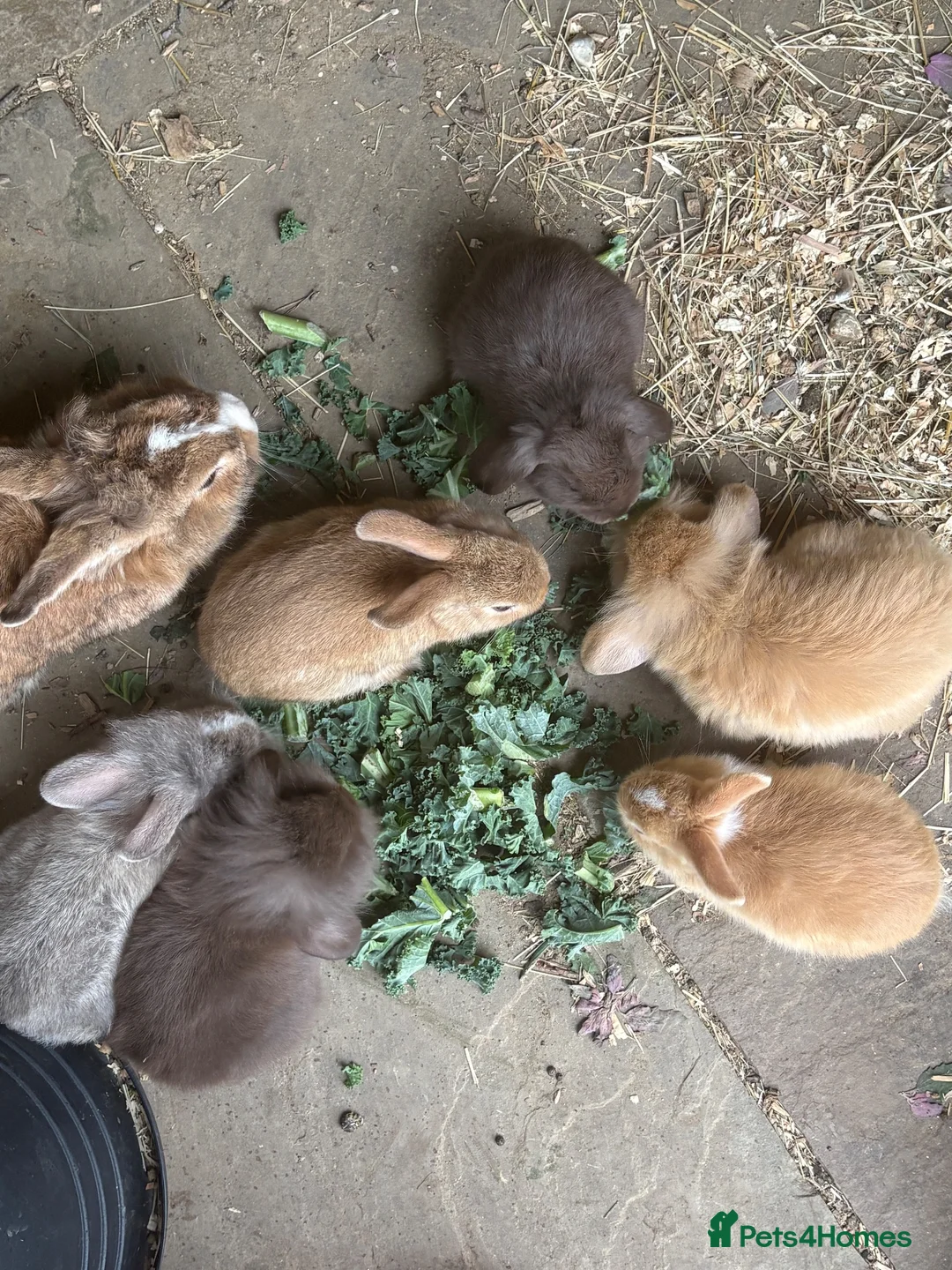 Mini Lion Lop rabbits for sale: Mini lion lop baby bunnies looking for homes  - Advert 2