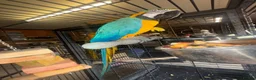 Macaws birds for sale: Blue and gold macaws - Advert 4