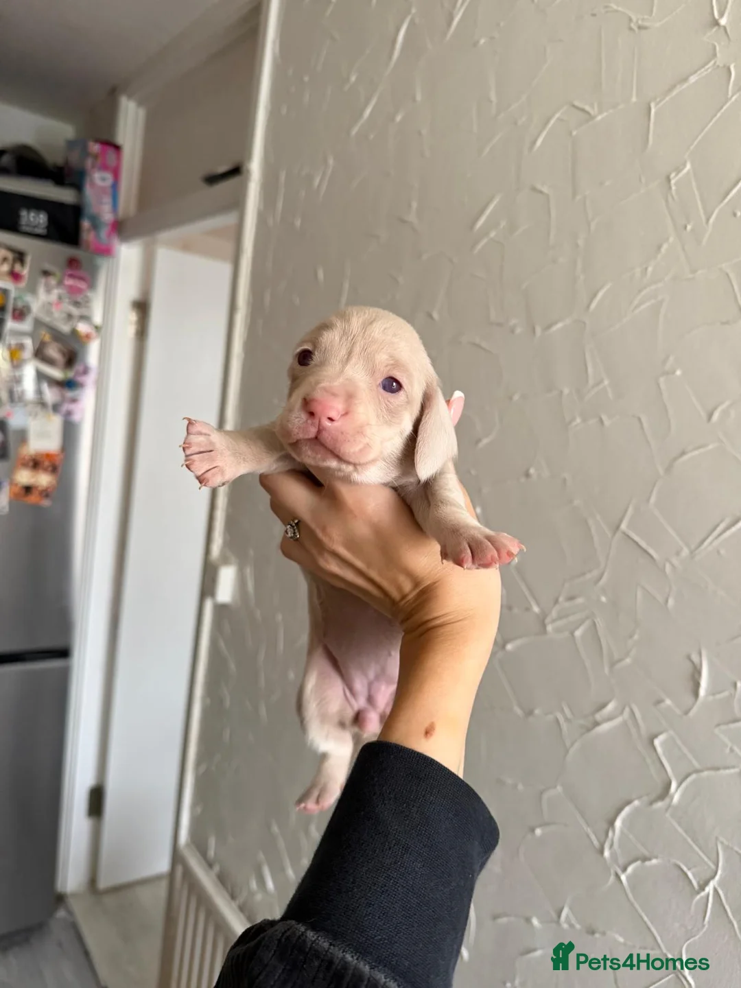 Miniature Dachshund dogs for sale: Beautiful Miniature Dachshund Puppies in Stanford-le-Hope - Advert 2