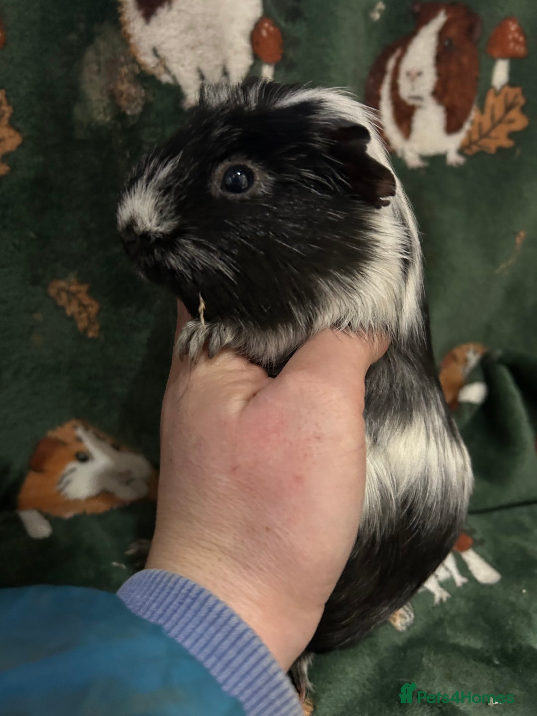 Guinea Pig rodents for sale: Baby Female Guineapigs  - Advert 3