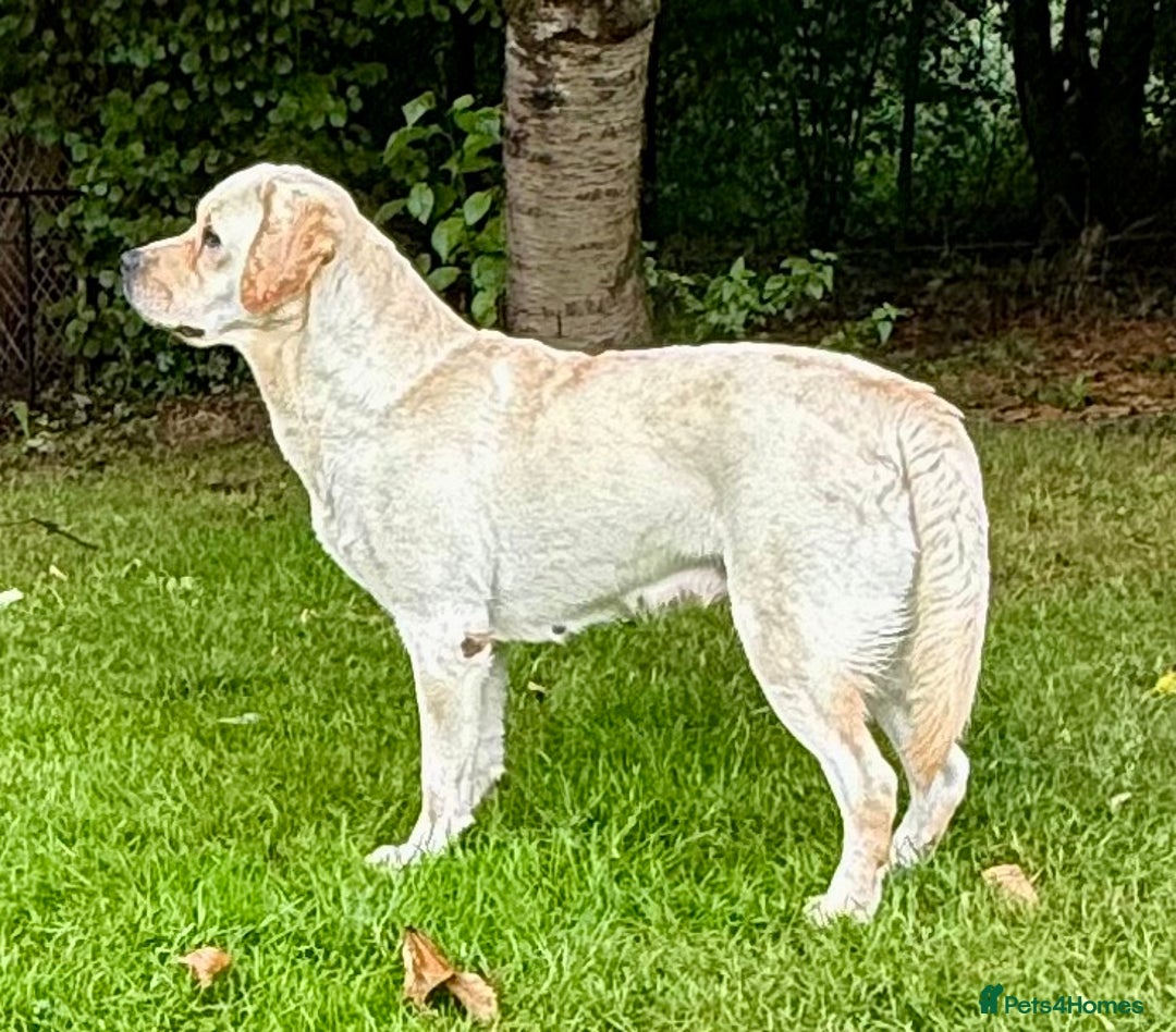 Labrador Retriever dogs for adoption: Lucia’s Story - Minutes from Death - Image 8