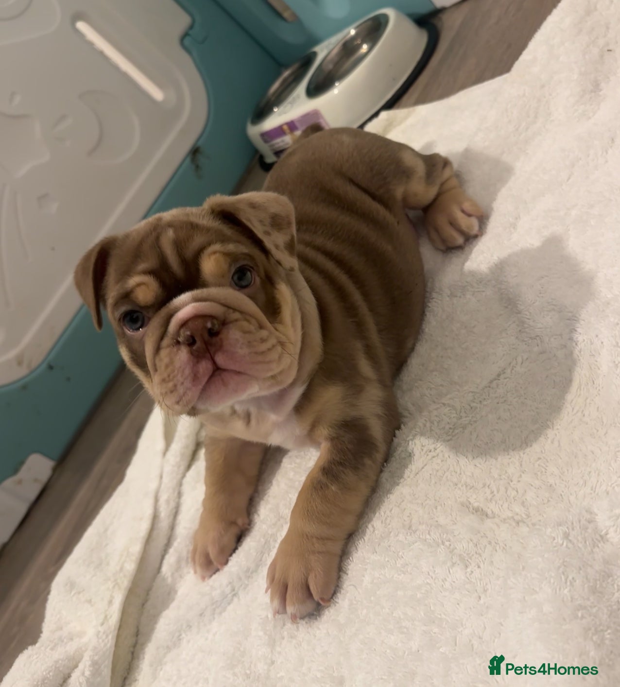 English Bulldog dogs 🐶✨ English bulldog puppy  ✨🐶 - Advert 4