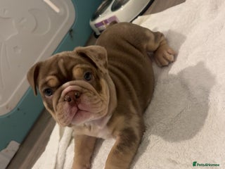 English Bulldog dogs 🐶✨ English bulldog puppy ✨🐶 - Advert 2