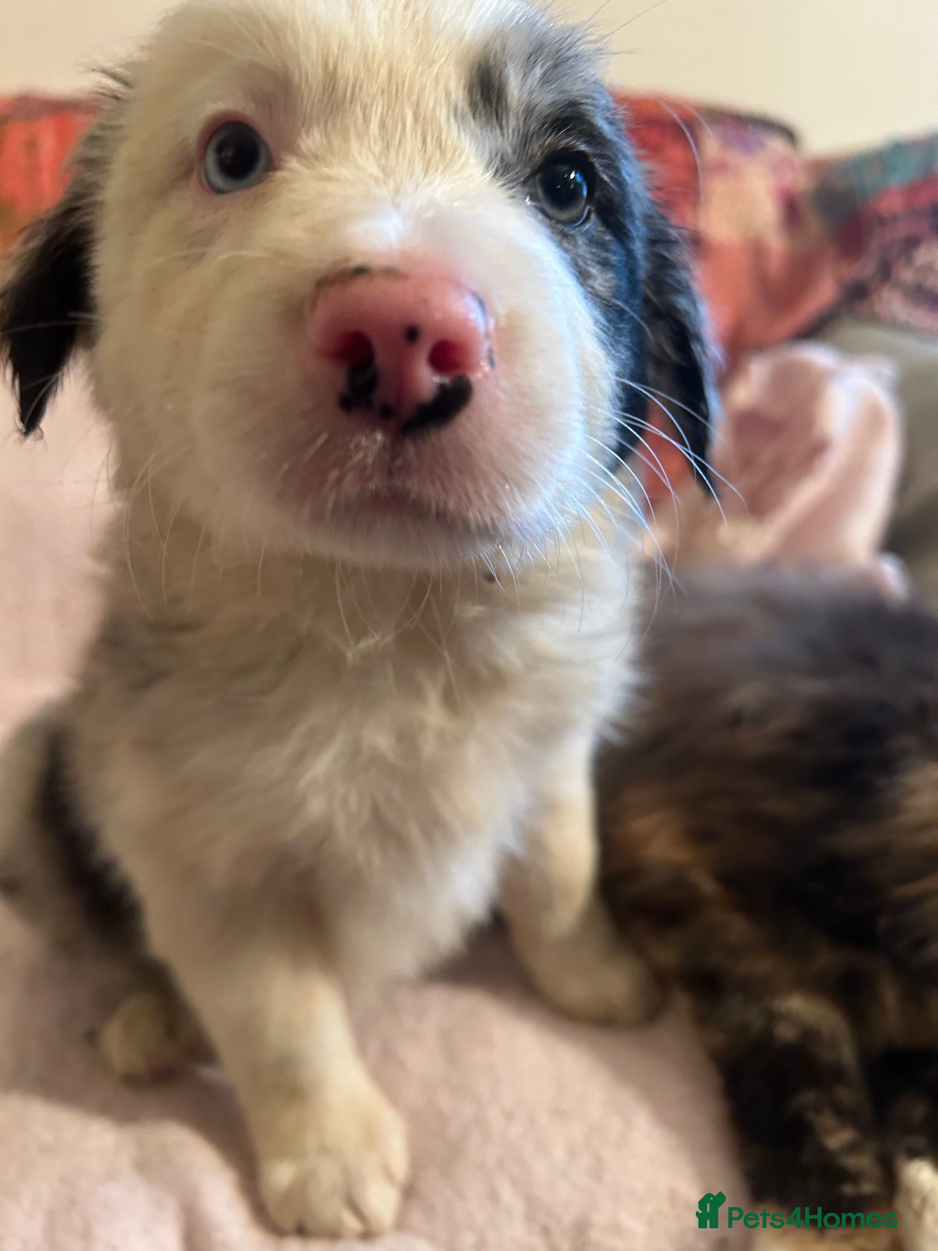 Border Collie dogs BEAUTIFUL BLUE MERLE BORDER COLLIE PUPS - Advert 1