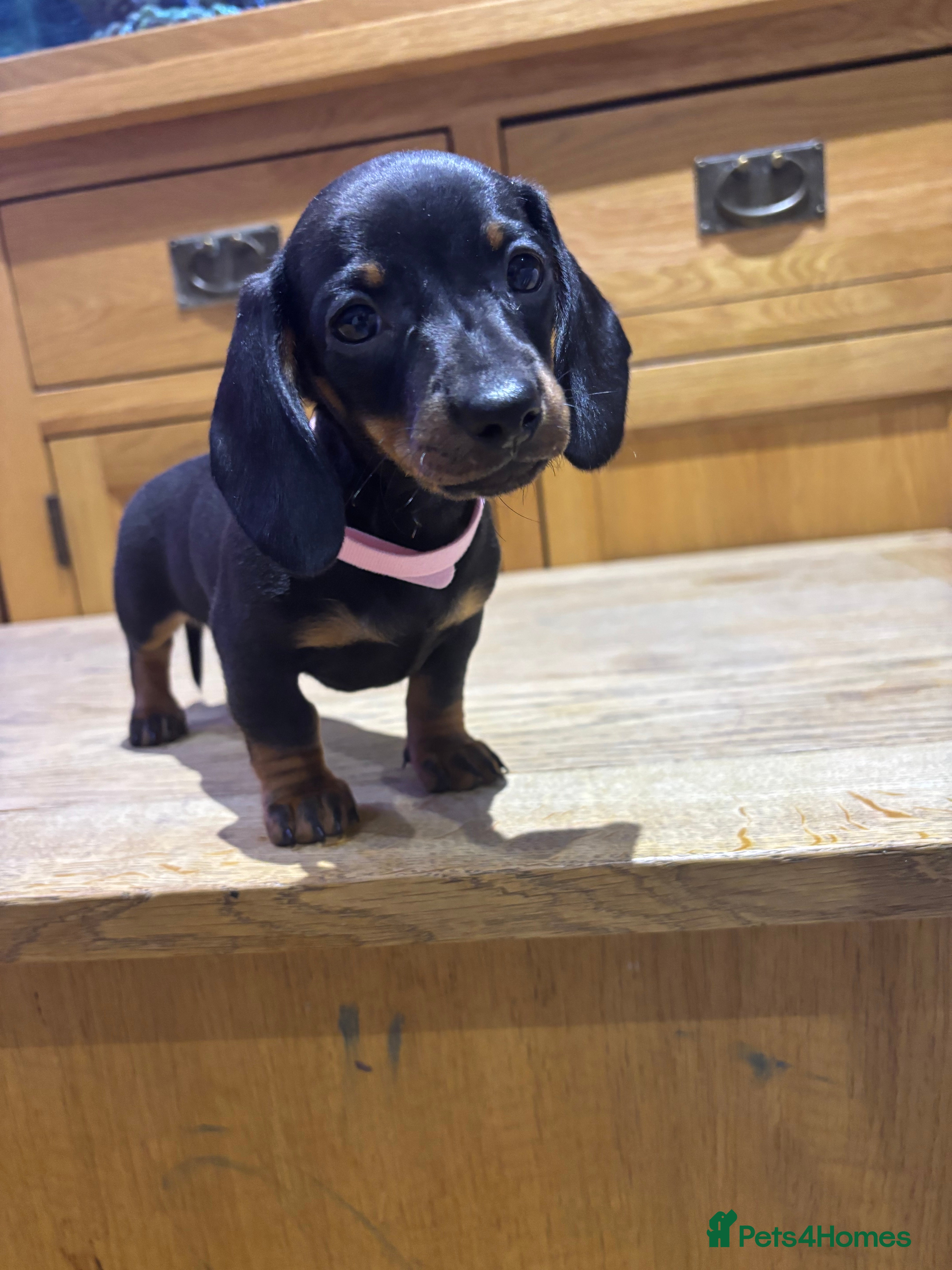 Miniature Dachshund dogs Miniature dachshunds ready for new homes 🤍 - Advert 18