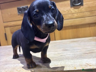Miniature Dachshund dogs Miniature dachshunds ready for new homes 🤍 - Advert 18