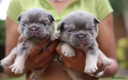 French Bulldog dogs for sale: French bulldogs fluffys  - Image 5