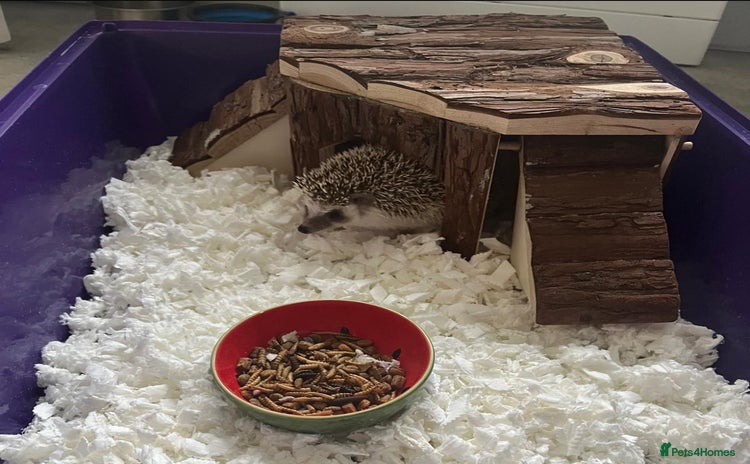Pygmy Hedgehog rodents - Advert 1