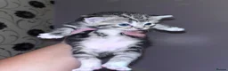 Mixed Breed cats for sale: Kittens  in Gillingham - Advert 19