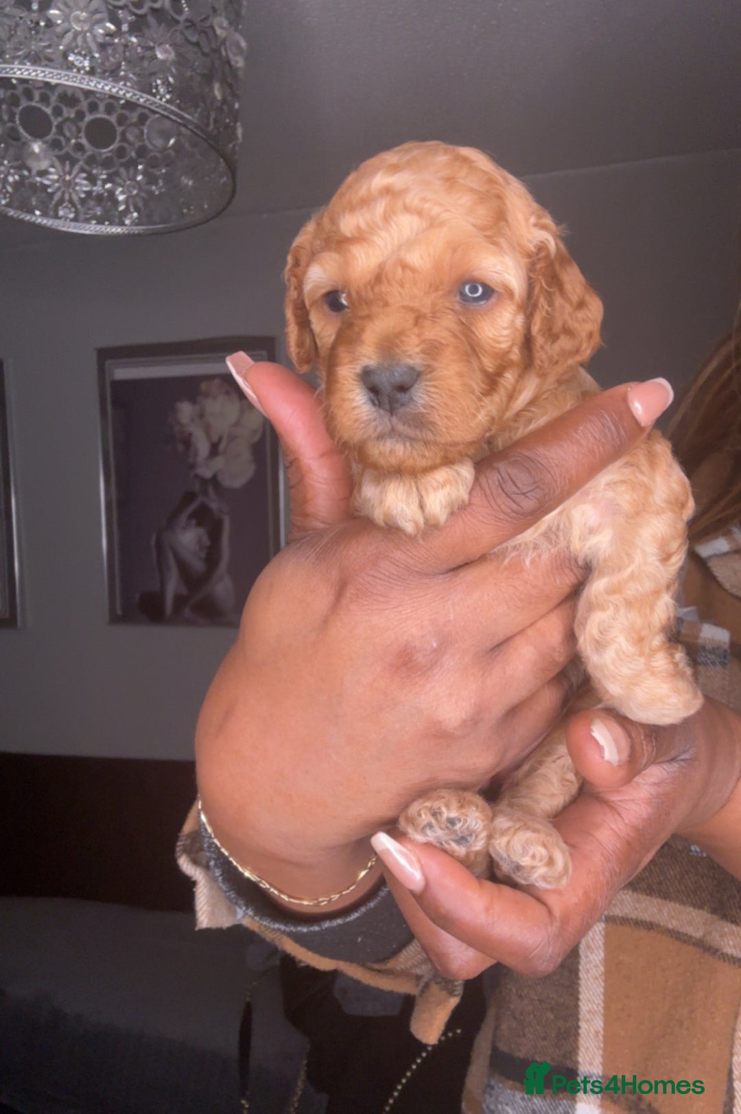 Cockapoo dogs for sale: 🐾 Beautiful Cockapoo Puppies🐾 - Advert 2