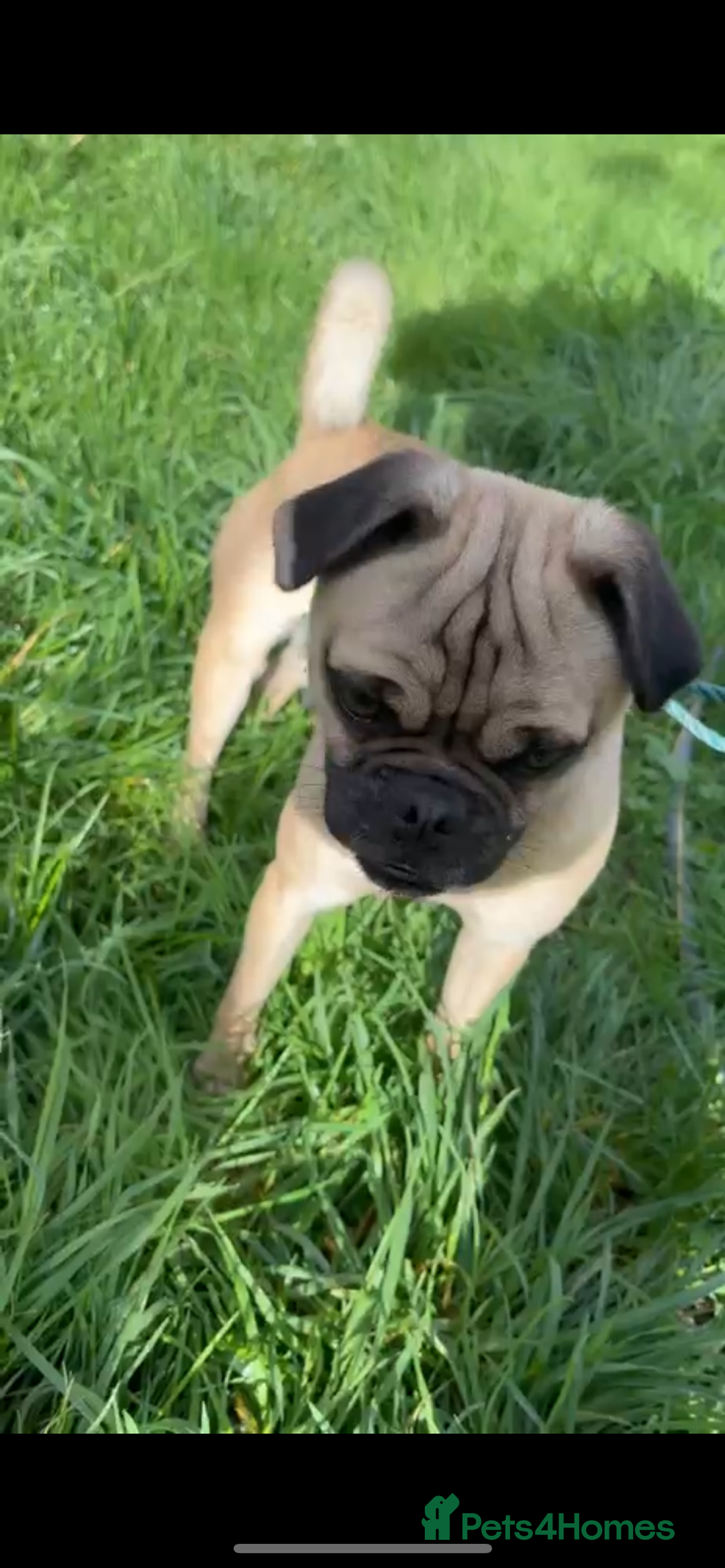 Jug dogs for sale: Pug for sale  - Advert 1