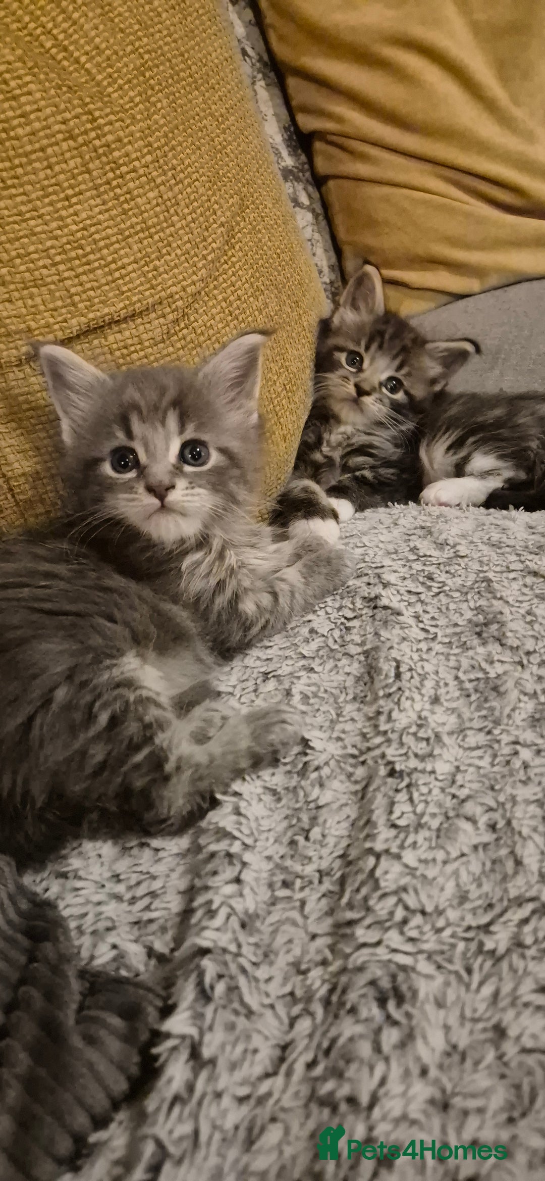 Maine Coon cats for sale: GCCF registered Pedigree Maine Coon Kittens - Advert 28