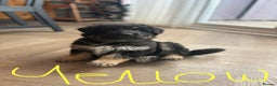 German Shepherd dogs for sale: 🐾 Beautiful Family-Raised German Shepherds 🐾 - Advert 10