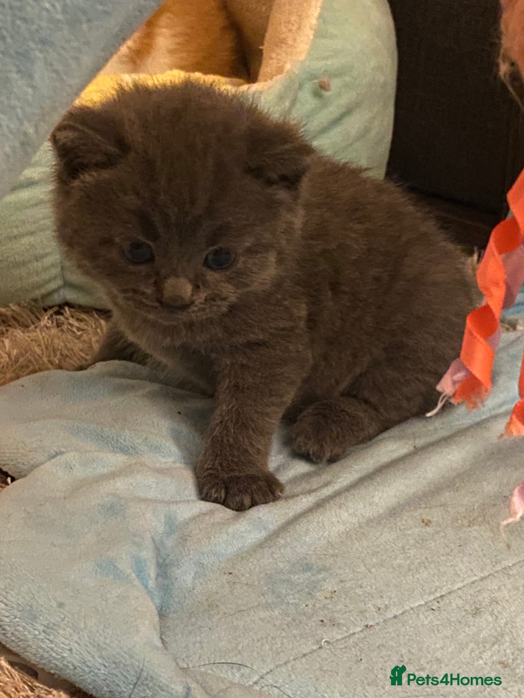 American Shorthair cats for sale: 4 amazingly beautiful kittens - Advert 10