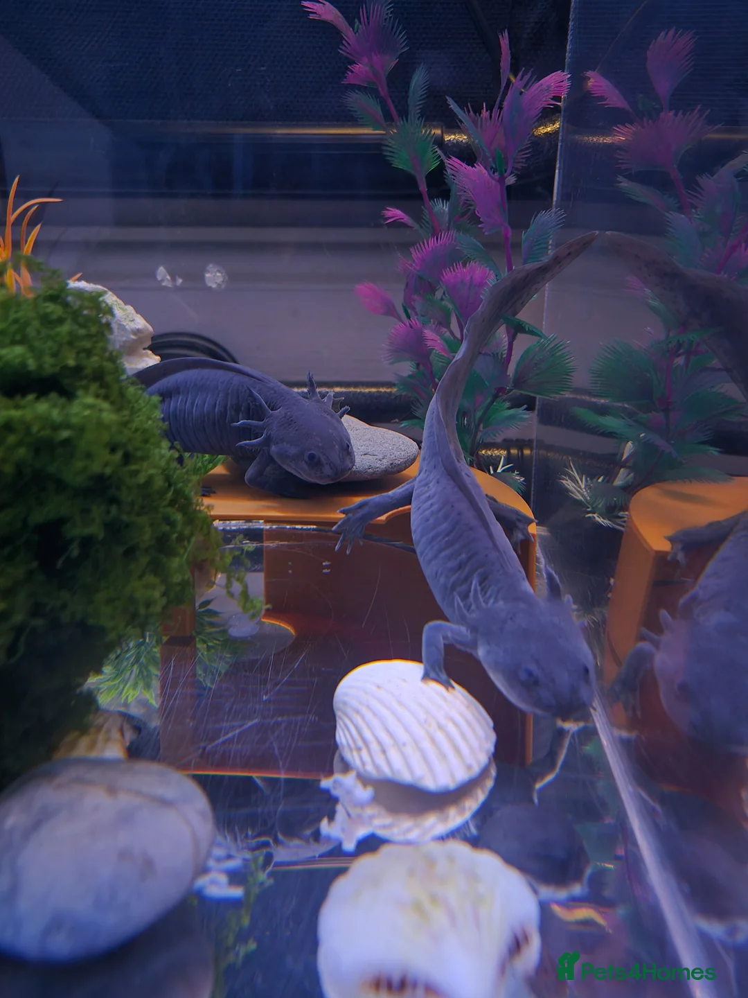 Axolotl reptiles for sale: Pair of female lavender Axolotl with tank in London - Advert 1