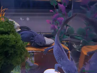 Axolotl reptiles Pair of female lavender Axolotl with tank - Advert 2