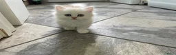 Persian cats for sale: Persian kittens in Rugby - Advert 9