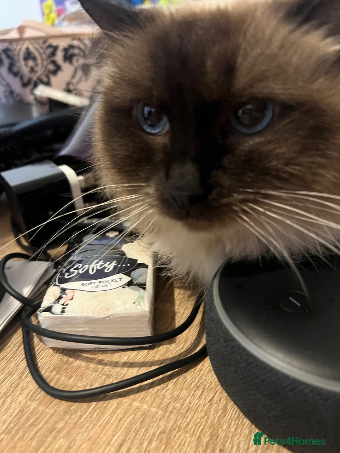 Ragdoll cats for sale: 2 year old female ragdoll in Chesterfield - Advert 2