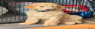 Goldendoodle 2