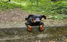 Dobermann dogs for sale: kc reg working line dobermann bitch in Durham - Image 1