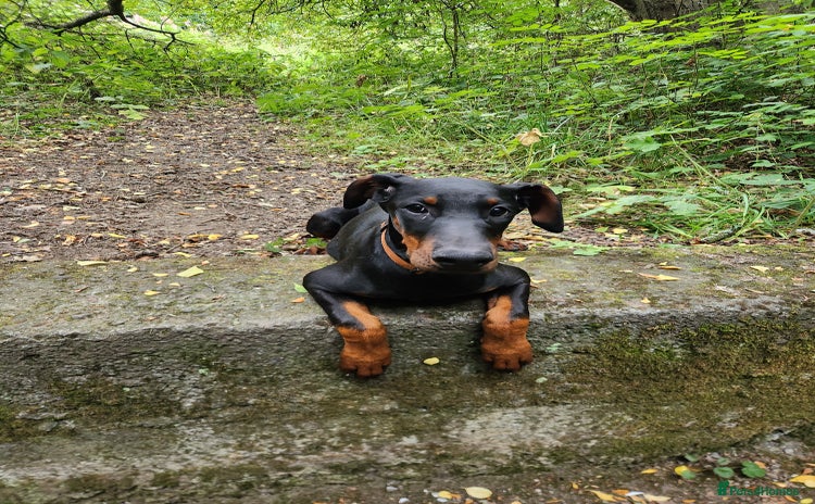 Dobermann dogs in Durham - Advert 15