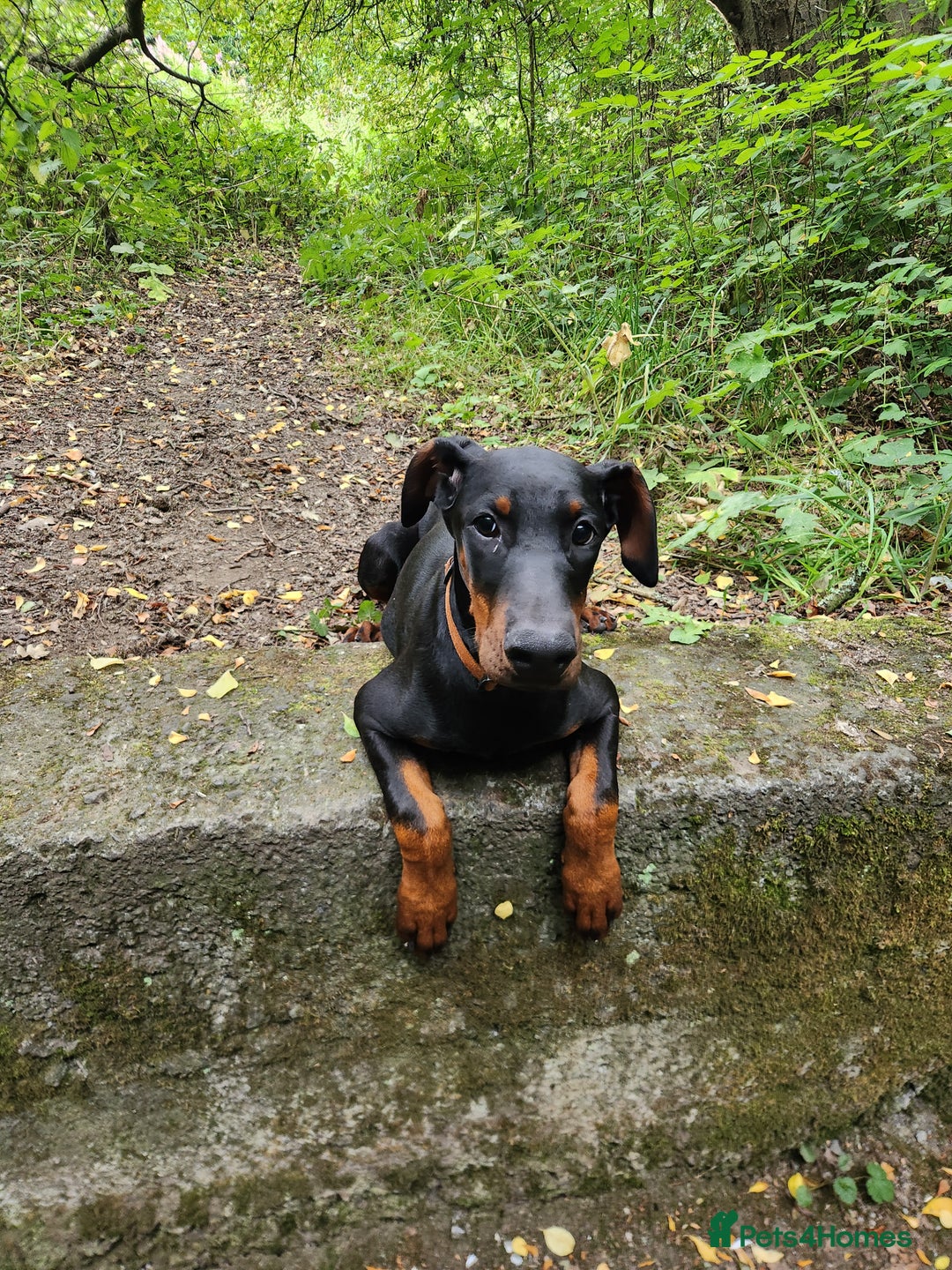 Dobermann dogs for sale: kc reg working line dobermann bitch in Durham - Image 1