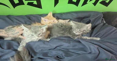 Maine Coon cats - Advert 10