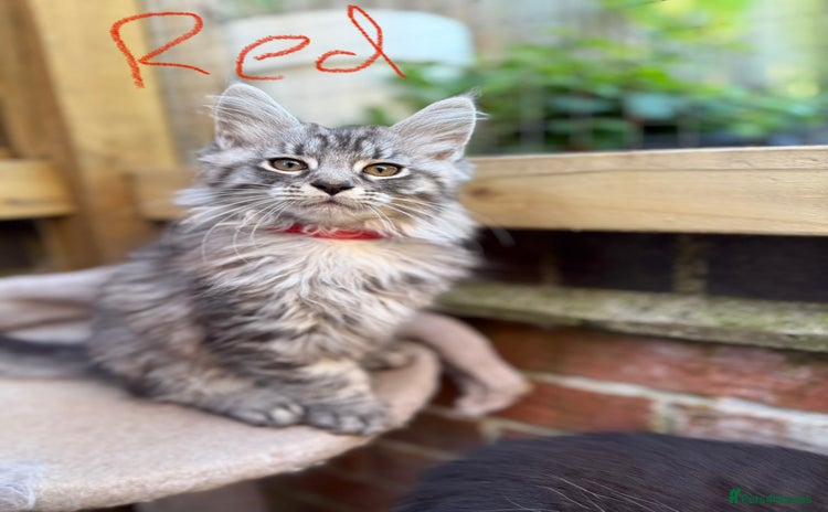 Maine Coon cats - Advert 10
