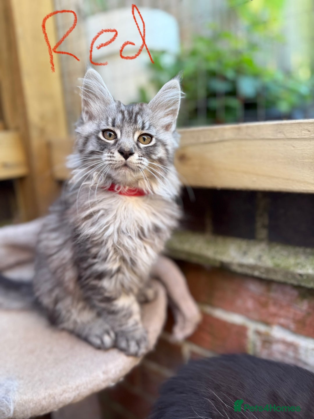 Maine Coon cats for sale: Maine Coon Kittens **READY TO LEAVE** - Image 1