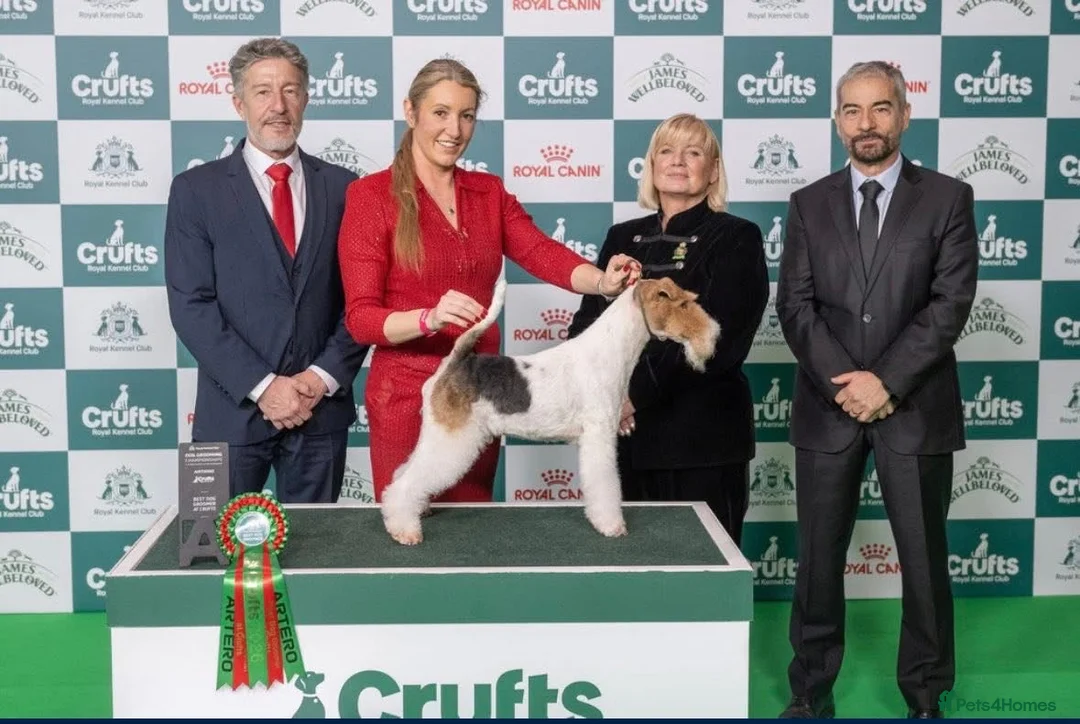 Fox Terrier dogs for sale: Kc registered wire fox terriers  - Advert 1