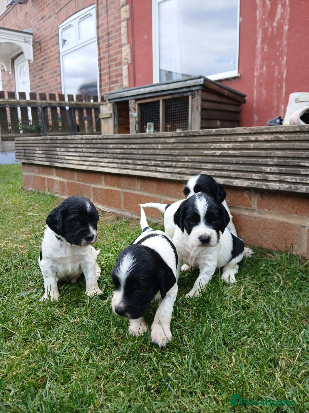 Sprocker dogs for sale: READY NOW !! 3 sprocker spaniels left  👀🏡✨️ in Wakefield - Image 17
