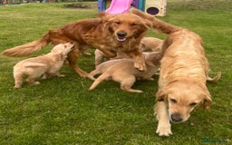 Golden Retriever dogs for sale: Beautiful Red KC Golden Retriver Puppies  - Image 8