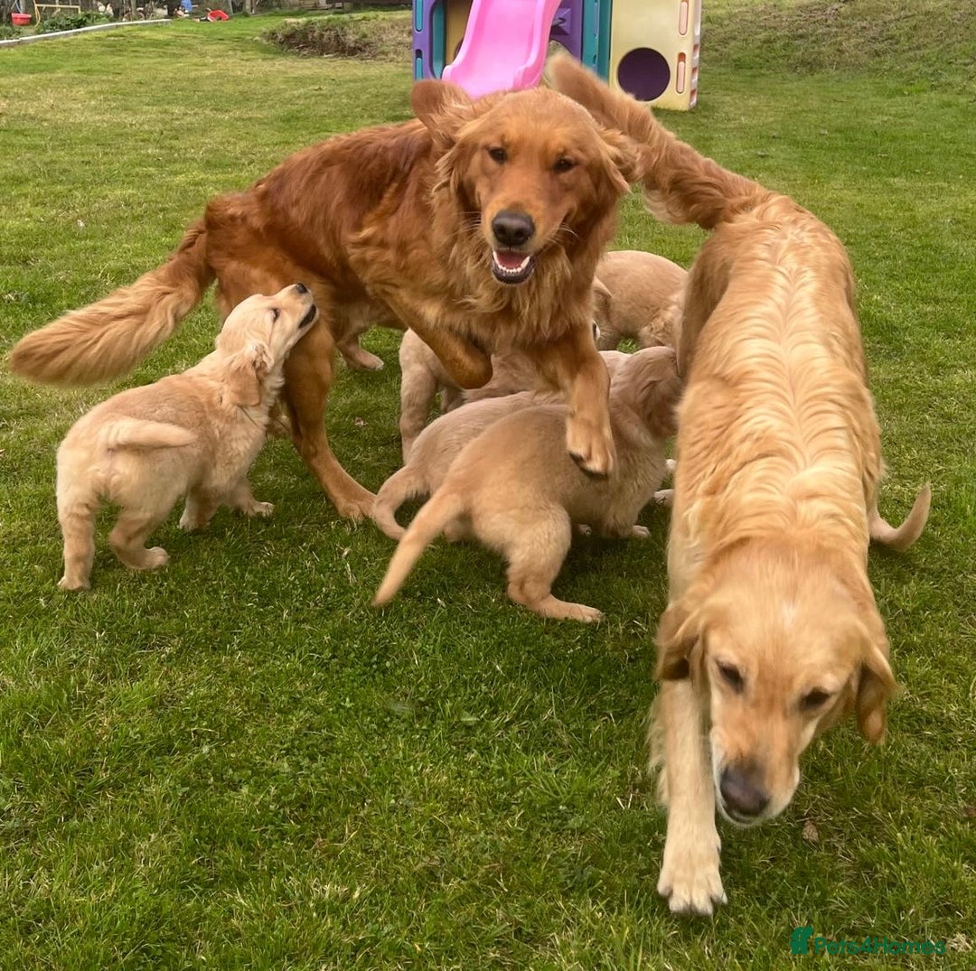 Golden Retriever dogs for sale: Beautiful Red KC Golden Retriver Puppies  - Image 8
