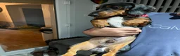 Dachshund dogs for sale: Beautiful tri coloured boy  - Advert 2