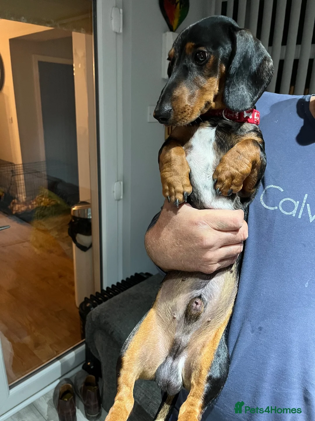 Dachshund dogs for sale: Beautiful tri coloured boy  - Advert 2