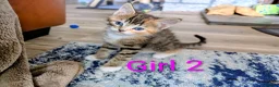 Mixed Breed cats for sale: Gorgeous Tabby Kittens for sale Ready June 17 - Advert 14