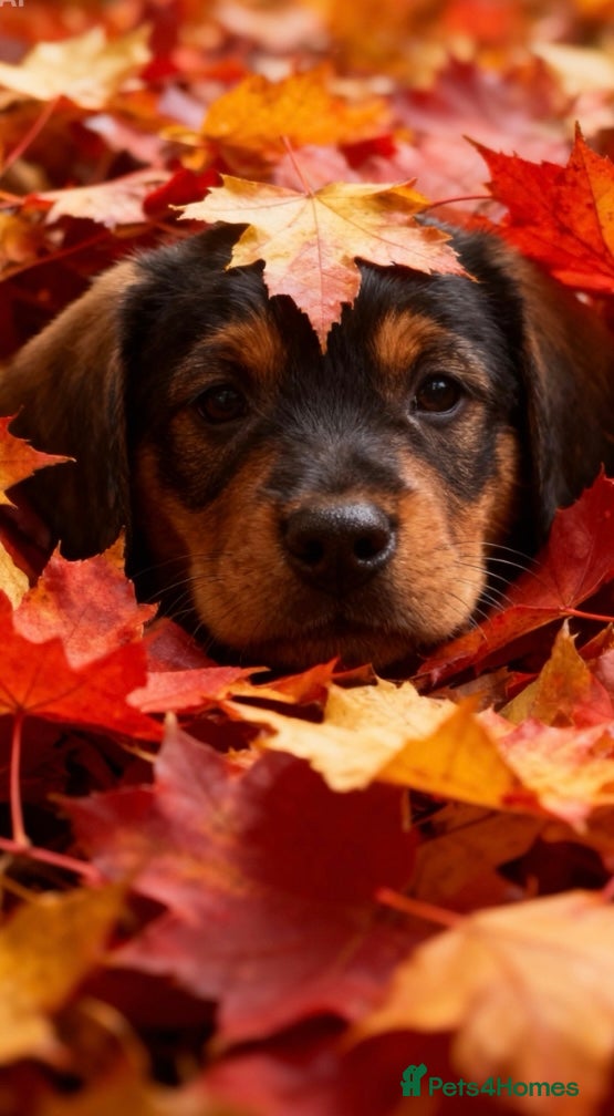 Mixed Breed dogs Miniature schnoodle puppies  - Advert 2